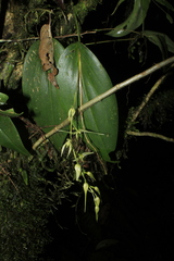 Pleurothallis phalangifera