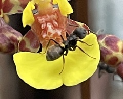 Dolichoderus bispinosus