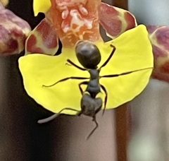 Dolichoderus bispinosus