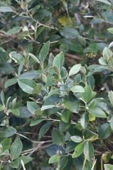 Olearia cydoniifolia