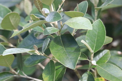 Olearia cydoniifolia