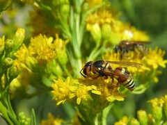 Euodynerus annulatus