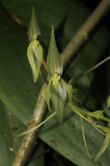 Pleurothallis phalangifera