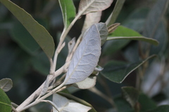 Olearia cydoniifolia