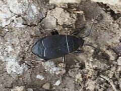 Pyrrhocoris marginatus