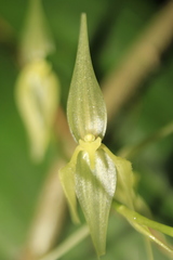 Pleurothallis phalangifera