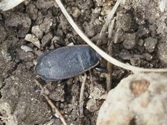 Pyrrhocoris marginatus