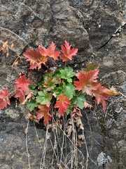 Heuchera micrantha