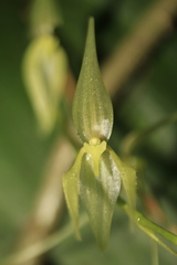 Pleurothallis phalangifera