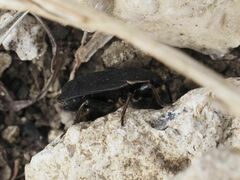 Pyrrhocoris marginatus