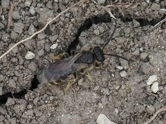 Lasioglossum marginatum