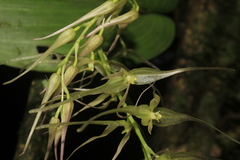 Pleurothallis phalangifera