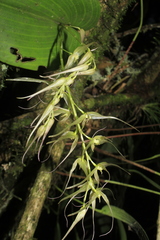 Pleurothallis phalangifera