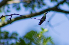 Anthracothorax prevostii