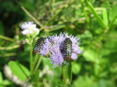 Acmaeodera haemorrhoa