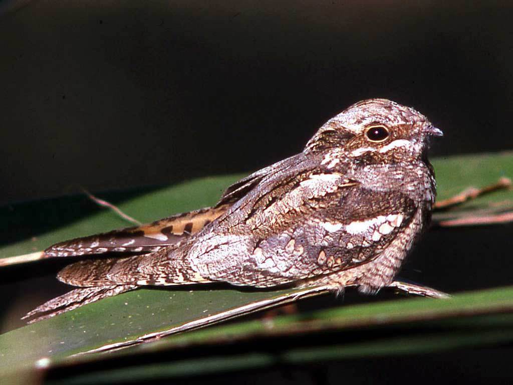 Old World Nightjars