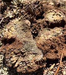 Pisolithus