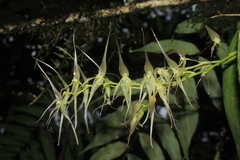Pleurothallis phalangifera