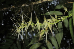 Pleurothallis phalangifera