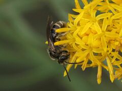 Lasioglossum marginatum