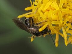 Lasioglossum marginatum