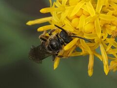 Lasioglossum marginatum