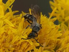 Lasioglossum marginatum