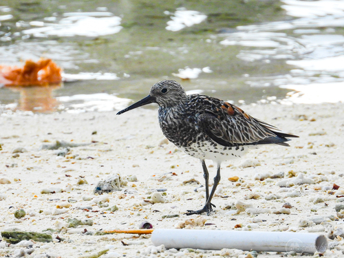 Correlimos grande (Calidris tenuirostris)