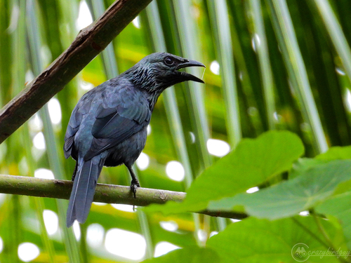 Moluccan Starling (Aplonis mysolensis), photo 5