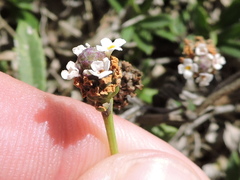 Phyla nodiflora