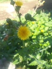 Sonchus oleraceus