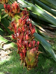 Doryanthes palmeri