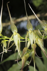 Pleurothallis phalangifera