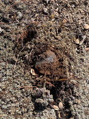 Pisolithus