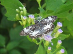 Chiomara georgina