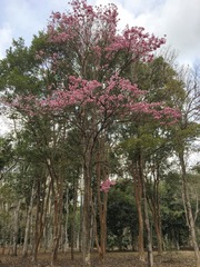 Tabebuia roseoalba
