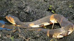 Nerodia fasciata confluens