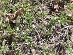 Phyla nodiflora