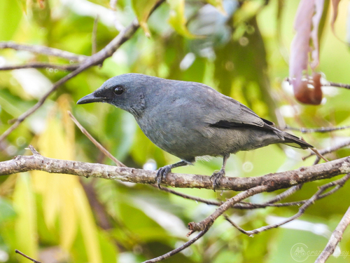 Grey-headed Cuckooshrike (Edolisoma schisticeps), photo 6