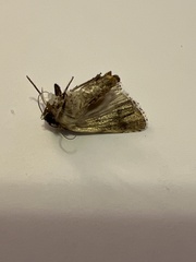 Lacinipolia implicata
