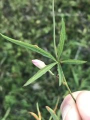 Ipomoea heptaphylla