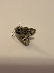 Lacinipolia implicata