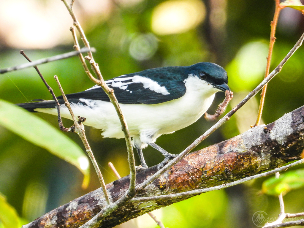 Black-browed Triller (Lalage atrovirens) photo