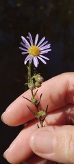 Symphyotrichum simmondsii