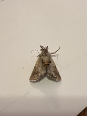 Lacinipolia implicata
