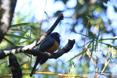 Trogon caligatus
