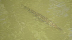 Lepisosteus oculatus