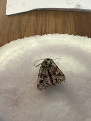 Lacinipolia implicata