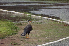 Caracara plancus