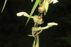 Epidendrum hymenodes